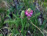 Pedicularis rubens