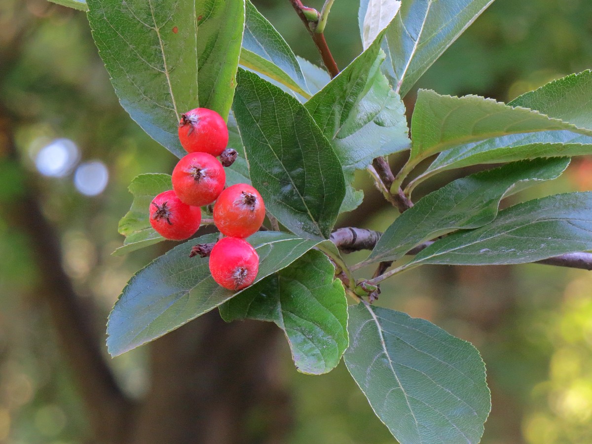 Изображение особи Sorbus sudetica.