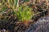 Carex capillaris. Отцветшее(?) растение. Мурманская обл., Кольский р-н, окр. пос. Дальние Зеленцы, окр. Столбового озера, скалистый склон северной экспозиции небольшой сопки, сырой замшелый уступ с травянистой растительностью. 30.07.2017.