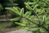 Abies pinsapo