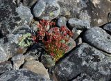 Saxifraga cespitosa. Куртина плодоносящих растений. Мурманская обл., п-ов Рыбачий, побережье Большой Волоковой губы, супралитораль. 29.06.2018.