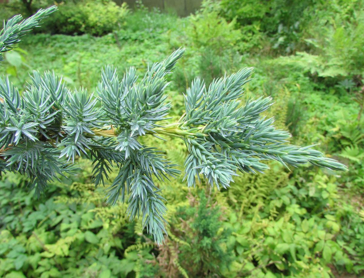 Изображение особи Juniperus squamata.