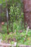 Conyza canadensis