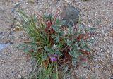 Oxytropis tragacanthoides