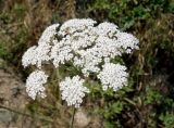 Hyalolaena bupleuroides