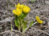 Oxygraphis glacialis