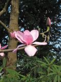 Magnolia campbellii. Верхушка ветви с цветками и бутоном (‘Charles Rafill’). Великобритания, Шотландия, Эдинбург, Royal Botanic Garden Edinburgh, в культуре. 4 апреля 2008 г.