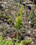 Botrychium lunaria. Верхушка спороносящей вайи. Магаданская обл., Ольский р-н, окр. Ольского шоссе, в кустарнике. 13.07.2020.