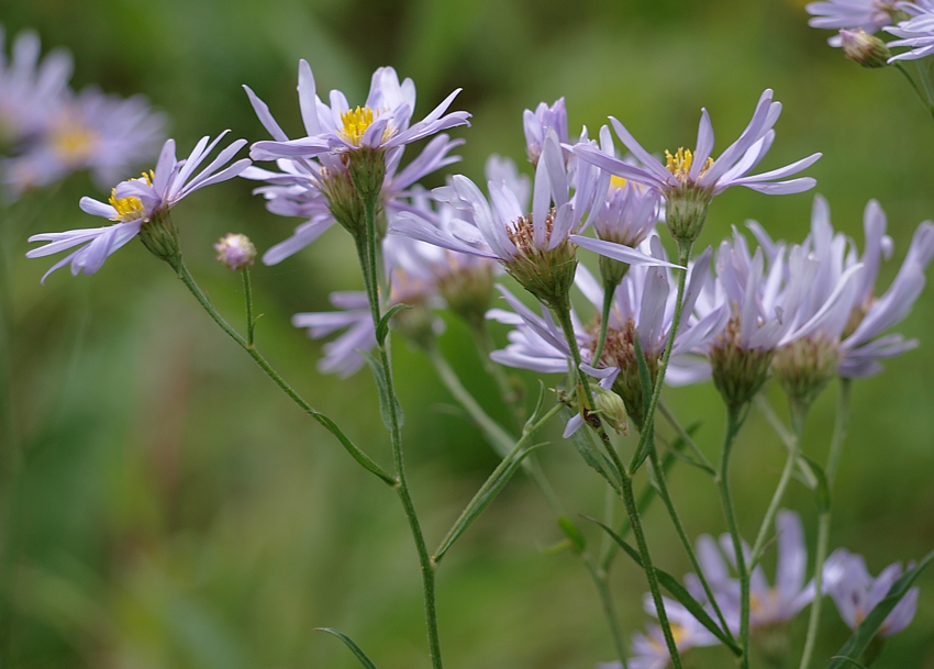 Изображение особи род Aster.