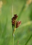 Luzula multiflora. Верхушка побега с соплодиями. Калужская обл., Боровский р-н, окр. дер. Чёлохово, высота 200 м н.у.м, сенокосный луг на старой залежи, в 20 м от смешанного леса. 8 июня 2022 г.