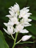 Cephalanthera caucasica. Соцветие. Дагестан, Табасаранский р-н, окр. с. Татиль, просвет в буковом лесу. 23 мая 2022 г.