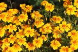 Tagetes tenuifolia