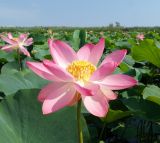 Nelumbo caspica. Цветок. Краснодарский край, Темрюкский р-н, Ахтанизовский лиман. 30.07.2022.