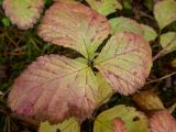 Rubus saxatilis. Лист в осенней окраске. Тверская обл., Кимрский р-н, окр. дер. Устиново, сосново-еловый бор. 27.09.2022.