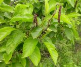 Alnus japonica. Ветвь с соцветиями. Приморский край, Лазовский район, Лазовский заповедник, побережье моря. 19.06.2005.