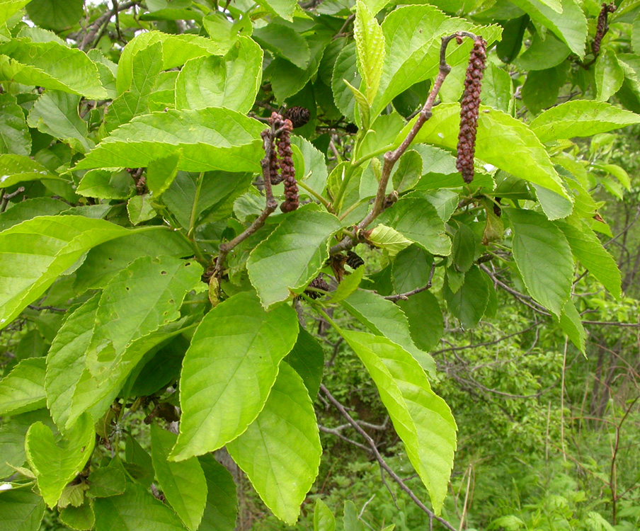 Image of Alnus japonica specimen.