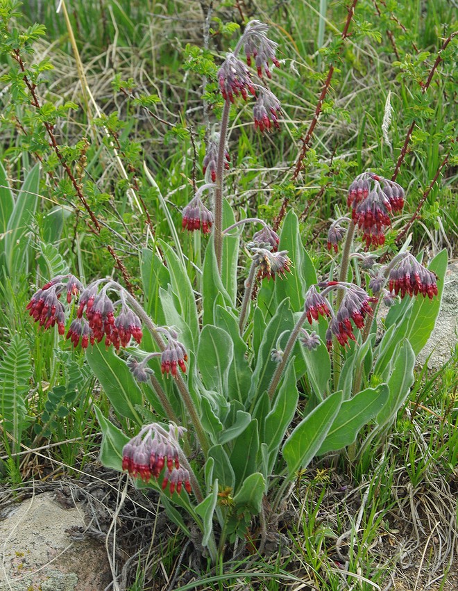 Изображение особи Rindera oblongifolia.