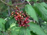 Sambucus sibirica