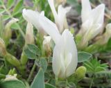 Astragalus scaberrimus. Цветок. Читинская обл., Ононский р-н, оз. Зун-Торей, кордон Тэли. 23.07.2011.