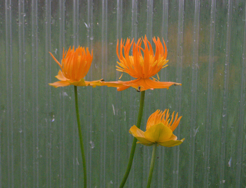 Изображение особи Trollius macropetalus.