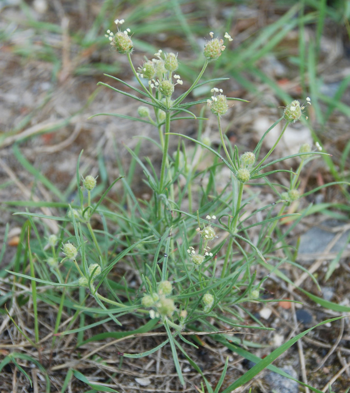 Изображение особи Plantago arenaria.