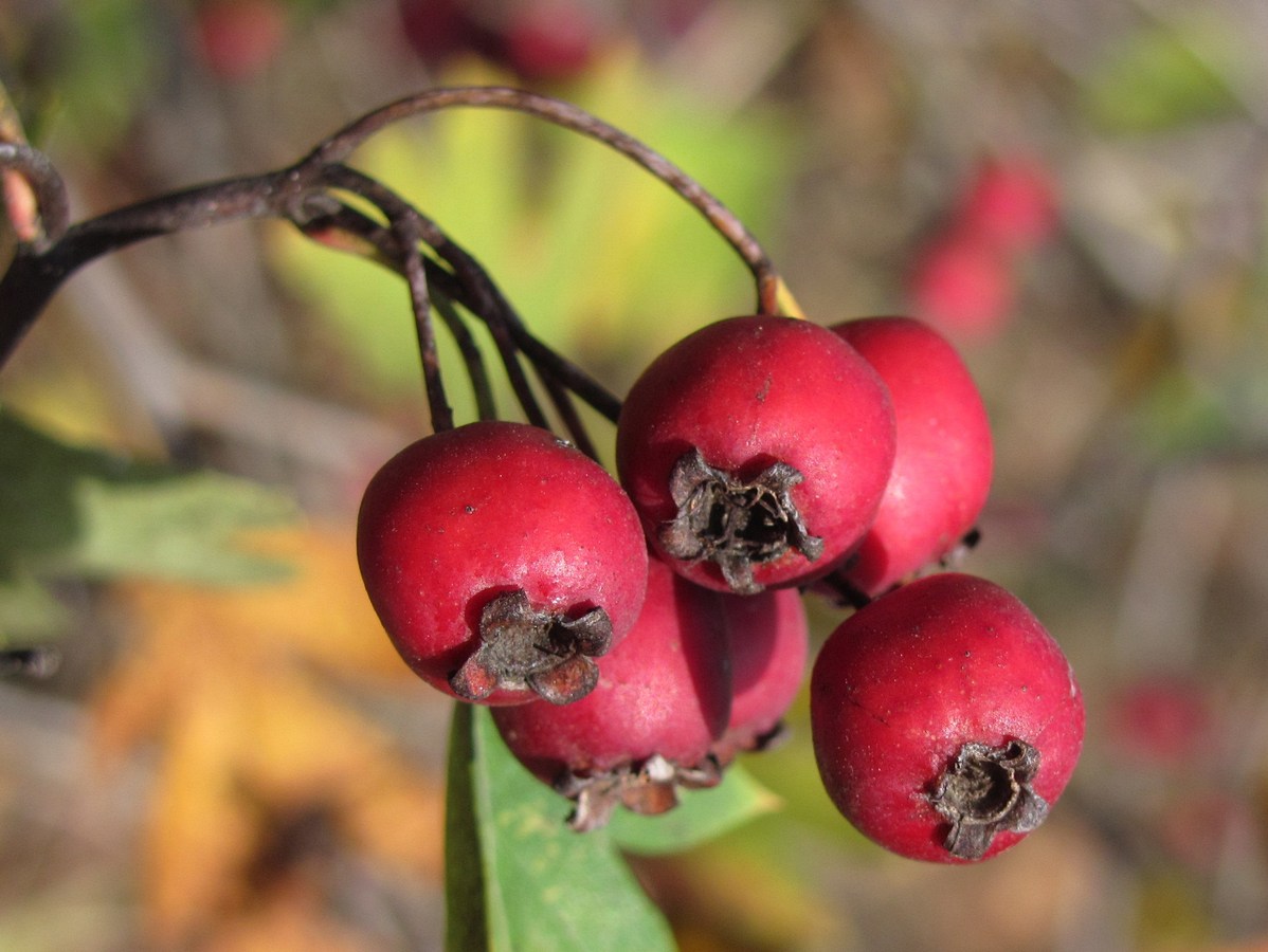 Изображение особи Crataegus monogyna.