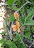 Lathyrus blepharicarpus. Соцветие. Израиль, Северный Негев, лес Лаав. 25.02.2013.