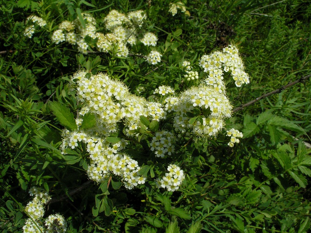 Изображение особи Spiraea crenata.