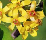 Ribes aureum