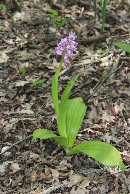 Изображение особи Orchis militaris ssp. stevenii.