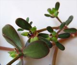 Portulaca oleracea. Часть веточки с бутонами и вскрывшимися зрелыми плодами. Израиль, г. Беэр-Шева, на тротуаре между плитками. 18.06.2013.