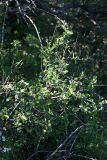 Cotoneaster oliganthus