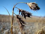 Carex atrofusca