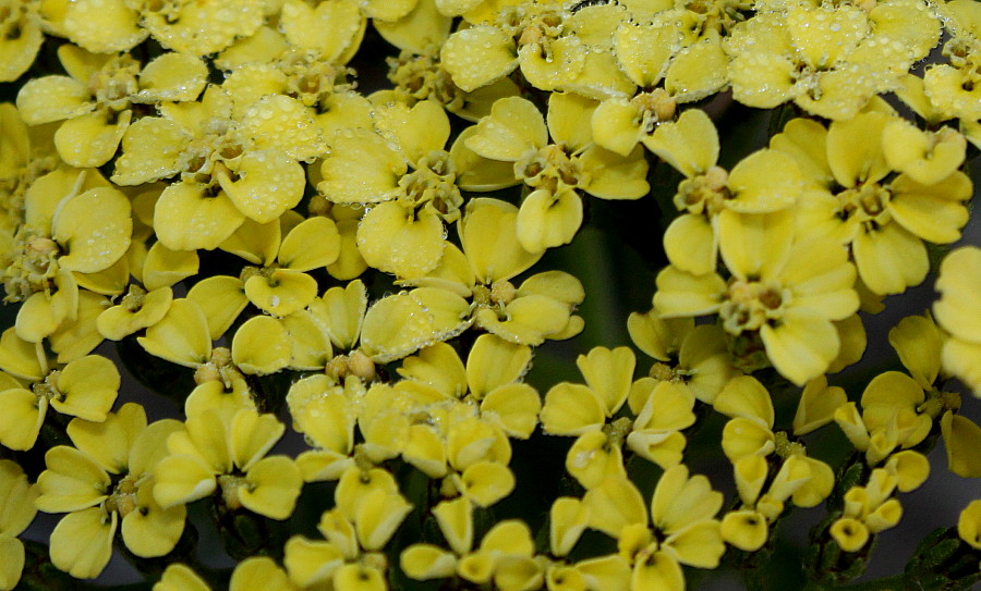 Изображение особи род Achillea.