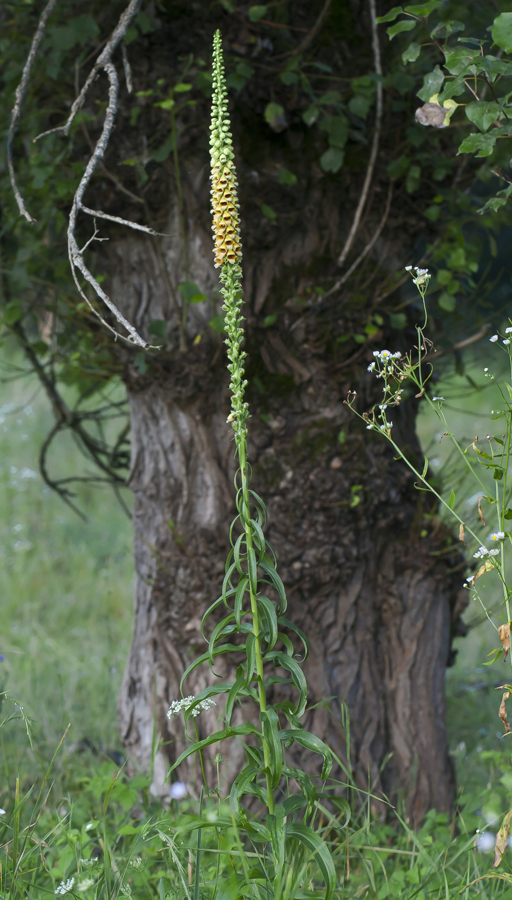 Изображение особи Digitalis schischkinii.