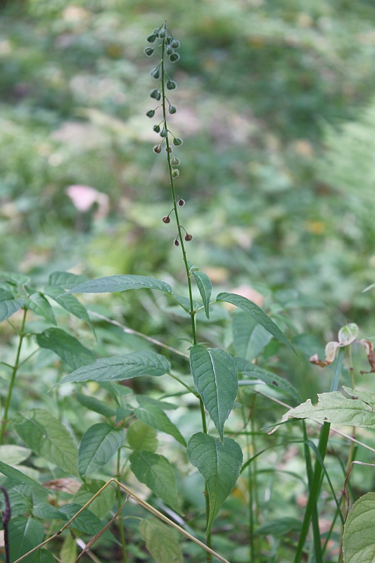 Изображение особи Circaea lutetiana ssp. quadrisulcata.