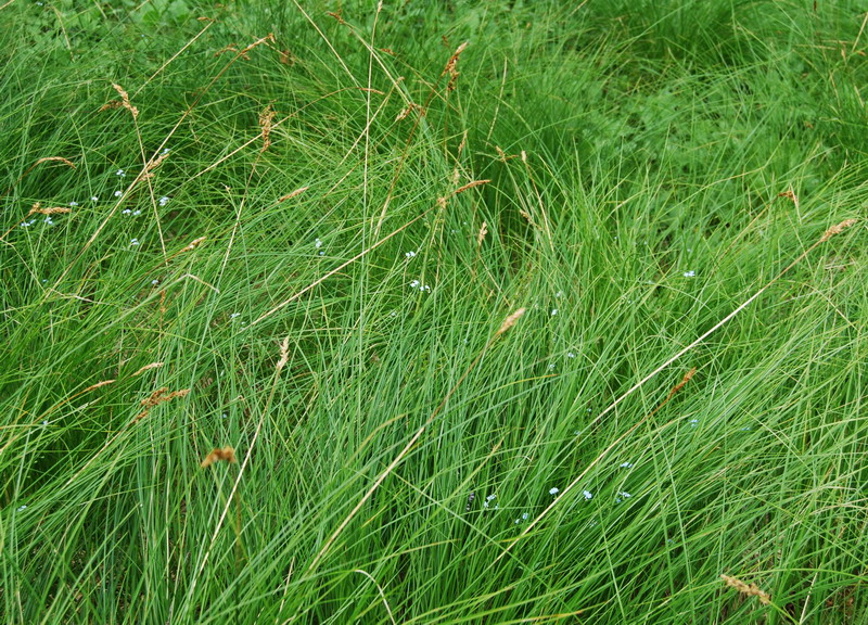 Image of Carex appropinquata specimen.