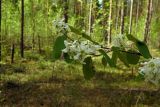 Amelanchier alnifolia