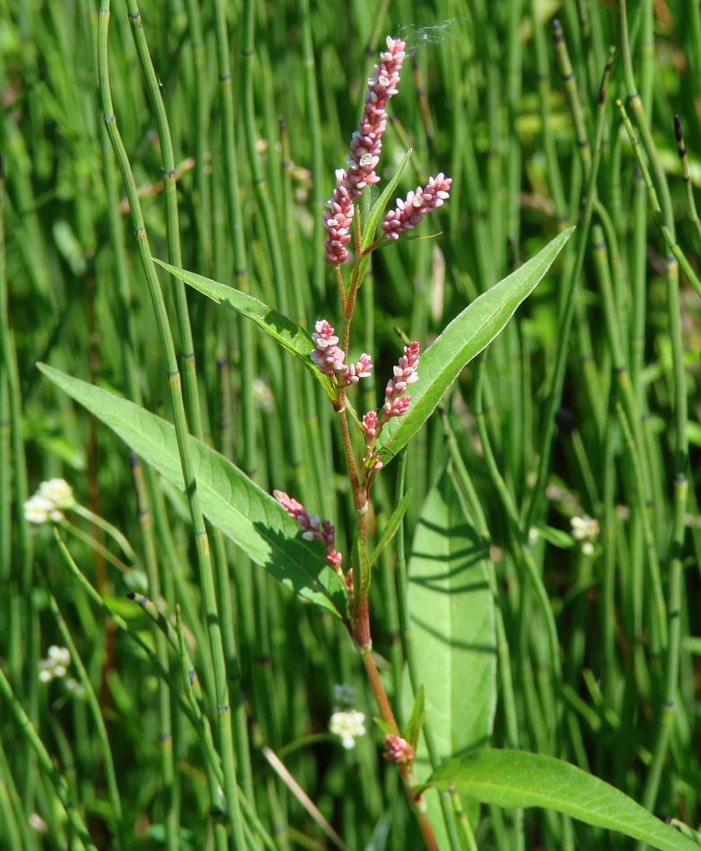 Изображение особи род Persicaria.