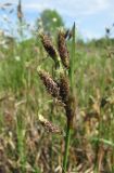 Eriophorum angustifolium