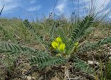 Astragalus henningii