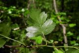 Crataegus microphylla