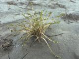 Taraxacum officinale