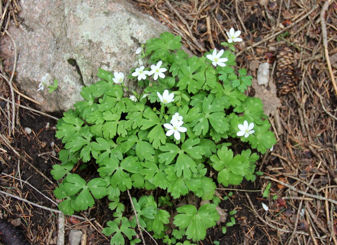 Изображение особи Hepatica falconeri.