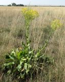 Senecio schwetzowii