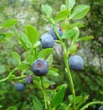 Vaccinium myrtillus. Часть ветви с плодами. Ямало-Ненецкий автономный округ, Надымский р-н, пос. Приозёрный, правый берег р. Левая Хетта, сырой хвойно-мелколиственный лес. 14 июля 2016 г.