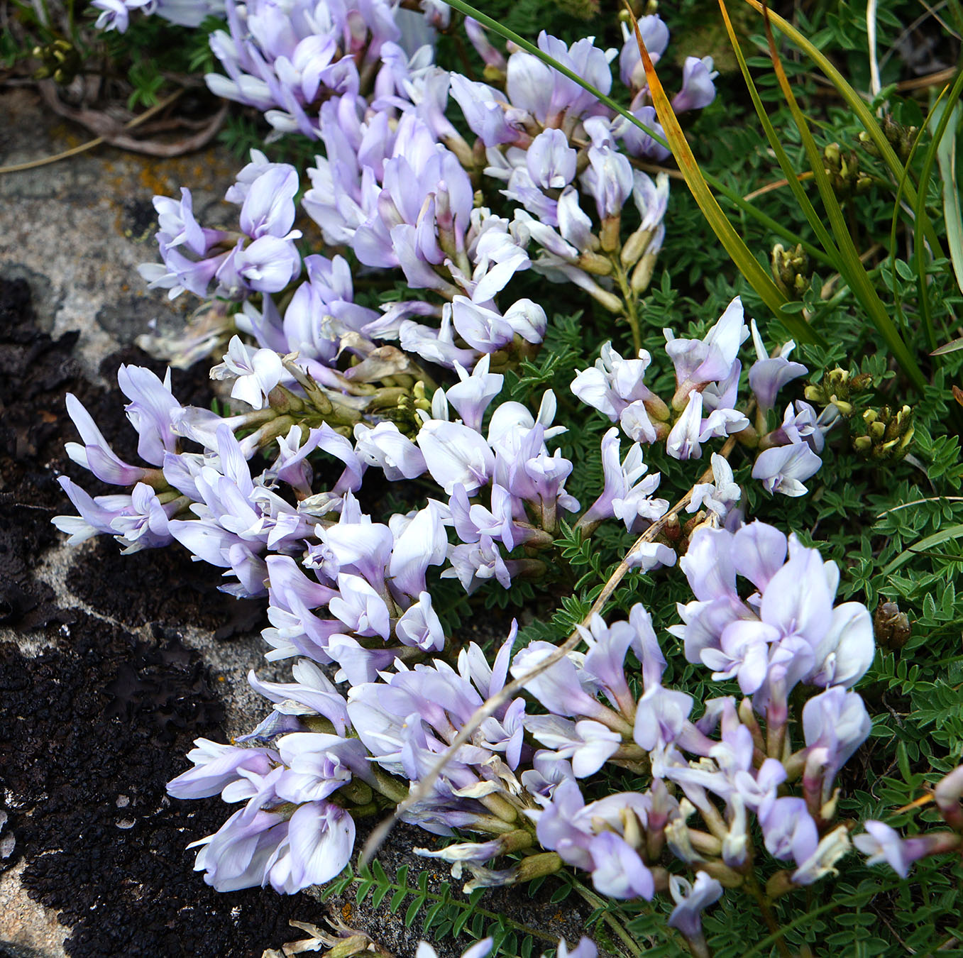 Изображение особи Astragalus levieri.