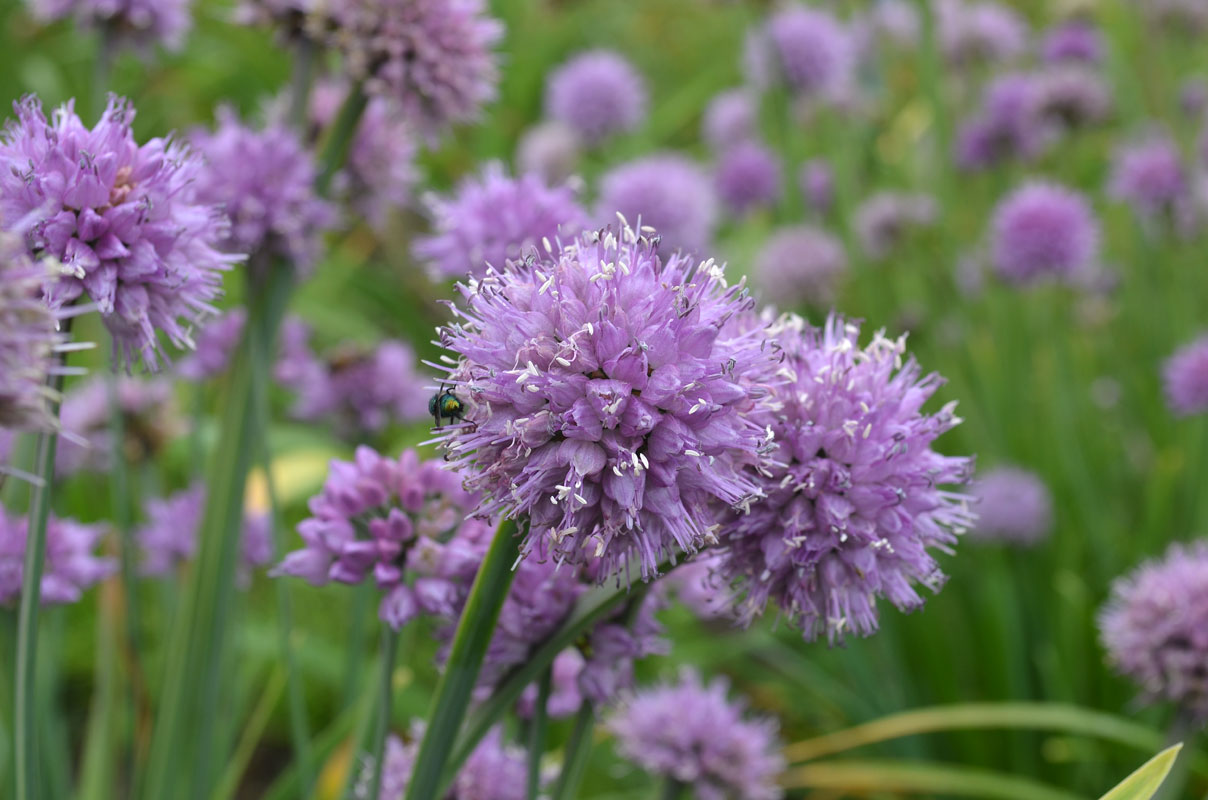 Image of Allium spirale specimen.