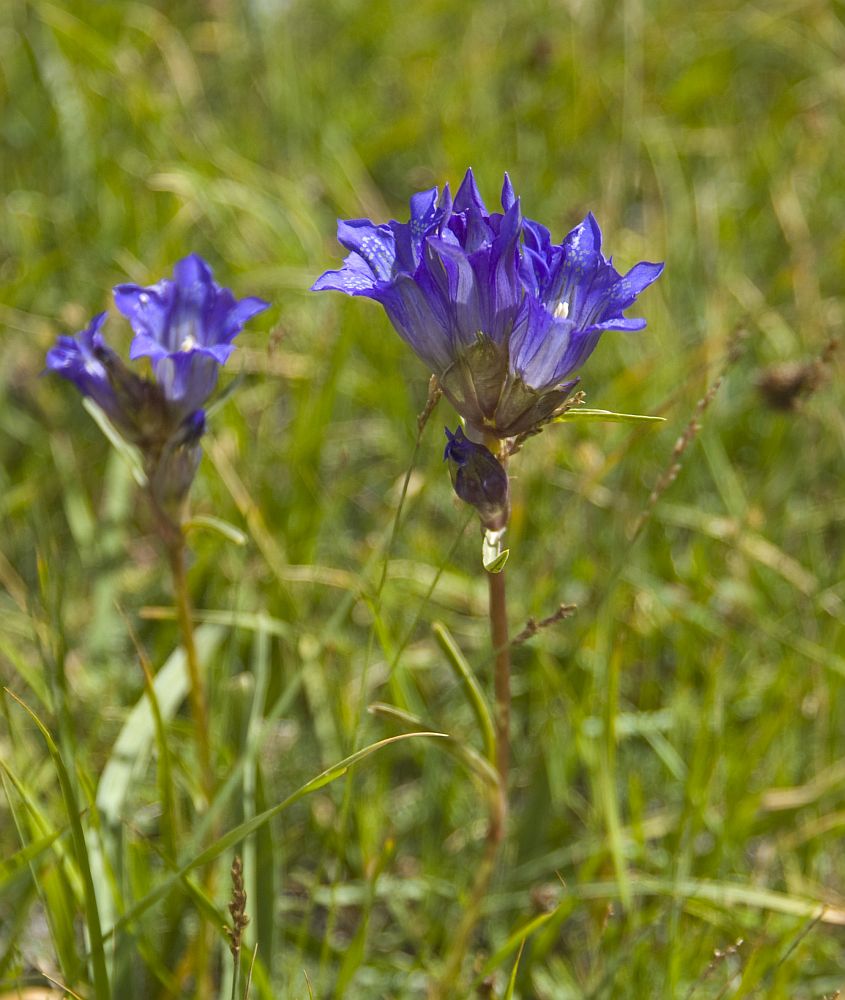 Изображение особи Gentiana decumbens.