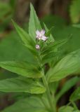 Epilobium roseum